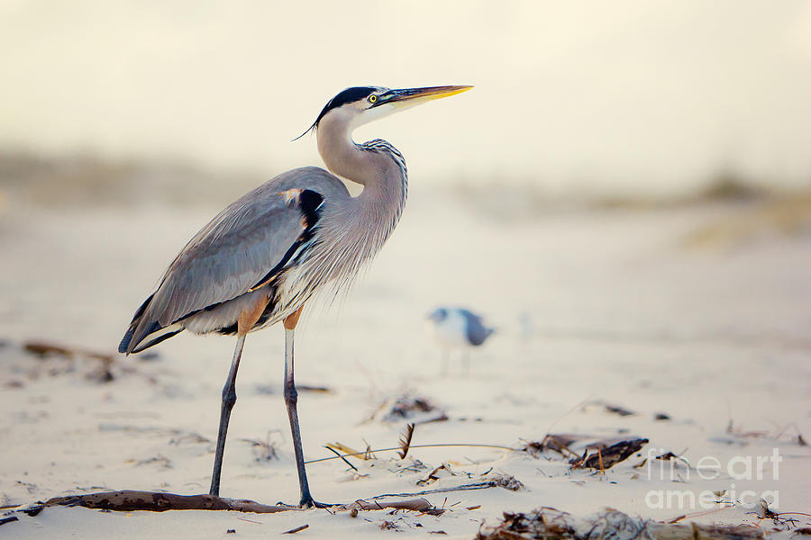 Heron Photograph - Great Blue Heron  #2 by Joan McCool