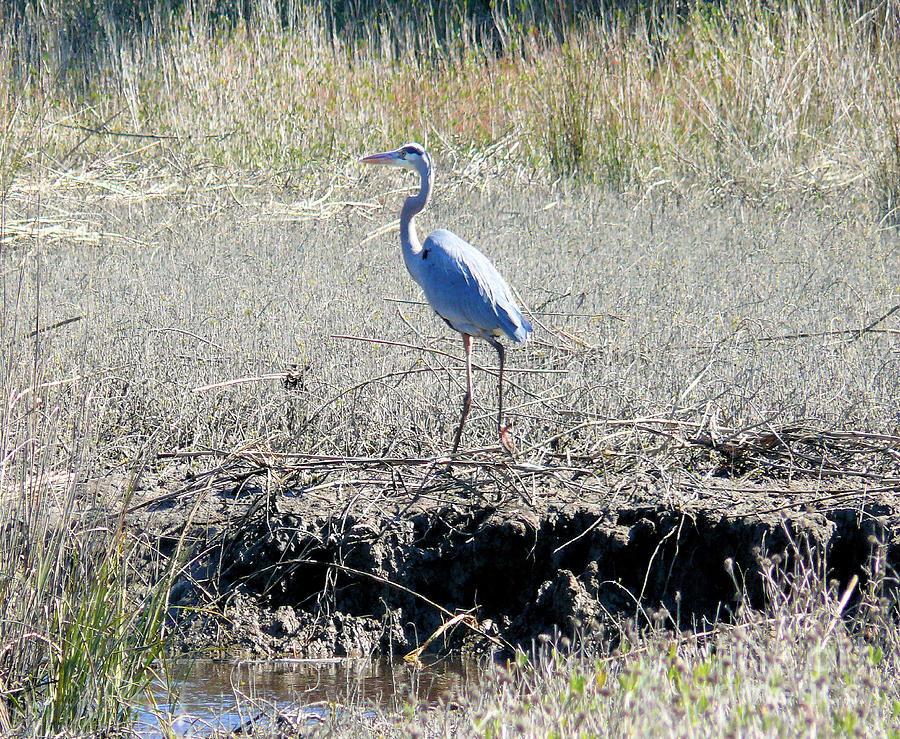 Great Blue Heron Photograph by Katherine W Morse - Fine Art America