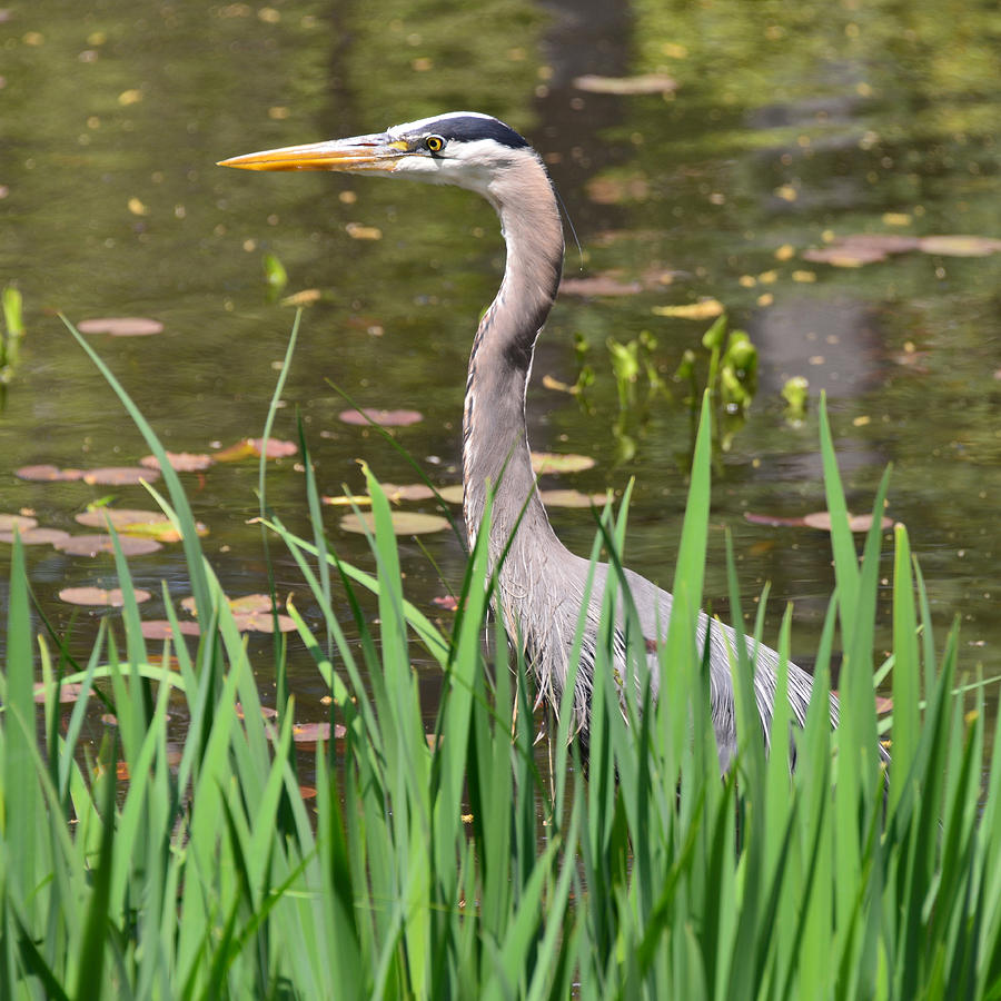 Great Blue Heron #1 Photograph by Ken Stampfer