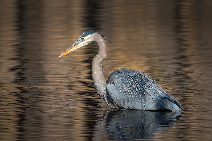 Great Blue Heron #1 Photograph by Kevin Giannini