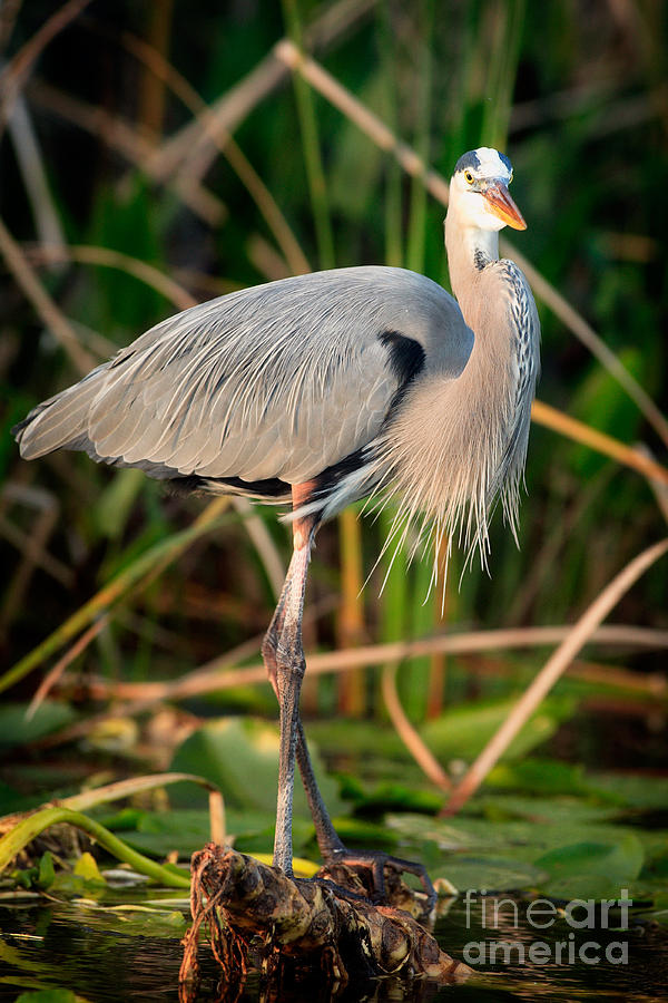 Bird Photograph - Great Blue Heron #1 by Matt Suess