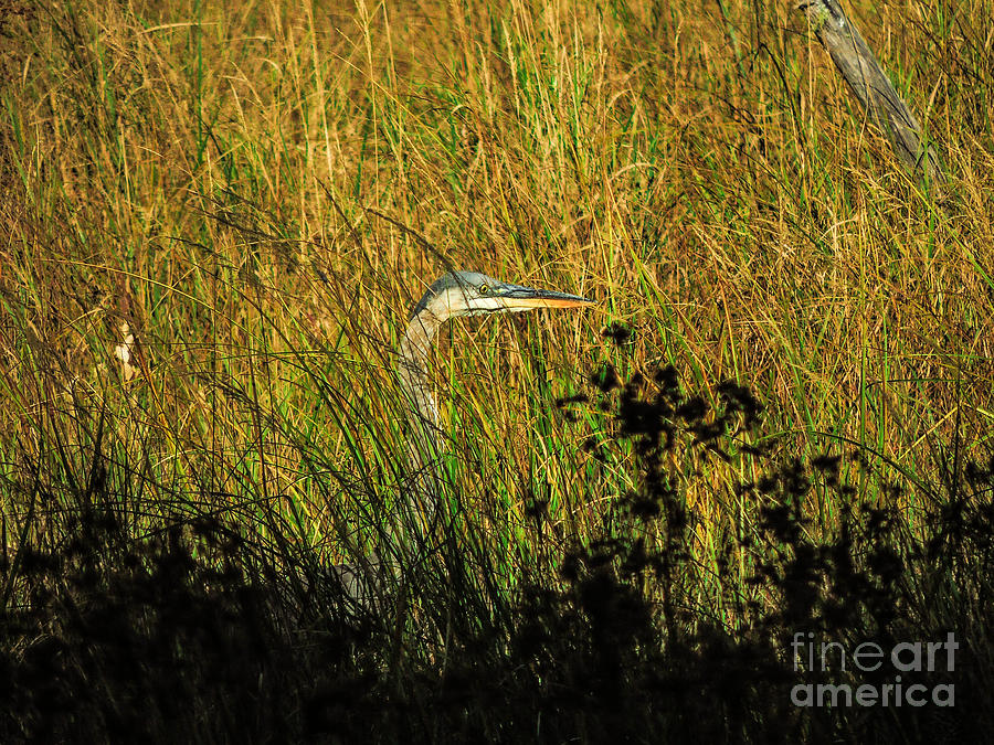 Great Blue Heron #1 Photograph by Mim White