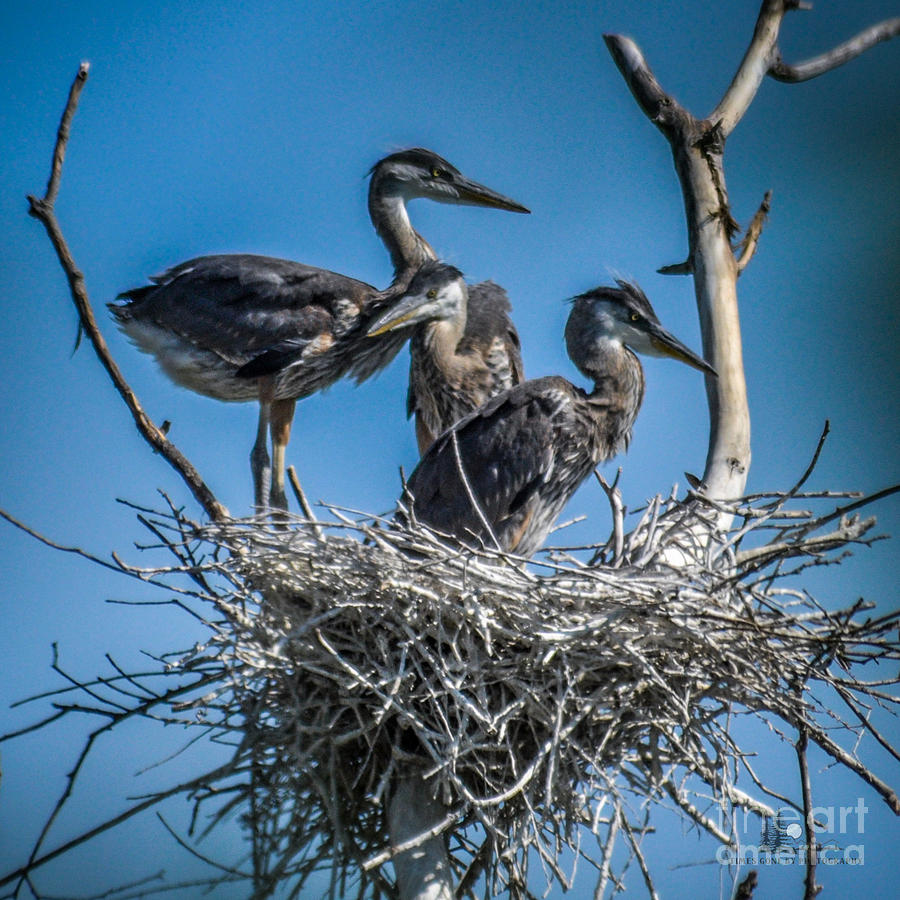 Great Blue Heron on Nest #1 Photograph by Ronald Grogan