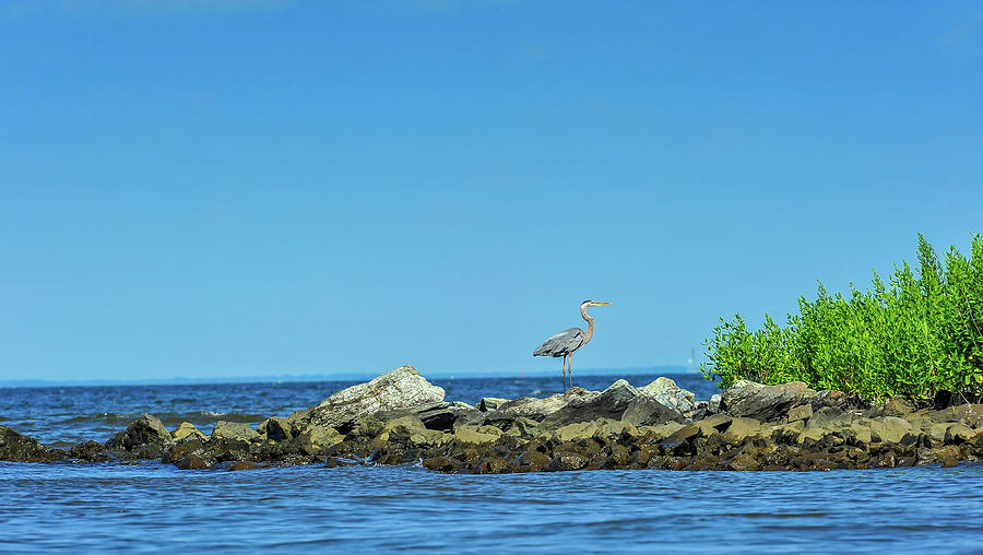 Great Blue Heron on the Chesapeake Bay #1 Photograph by Patrick Wolf