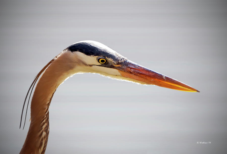 Great Blue Heron Portrait #1 Photograph by Brian Wallace