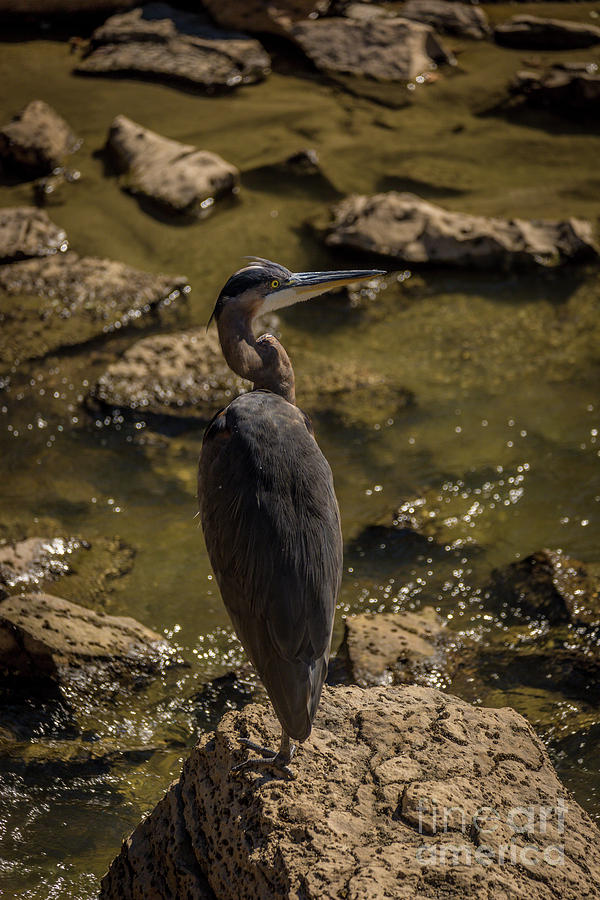 Great Blue Heron #1 Photograph by Roger Monahan
