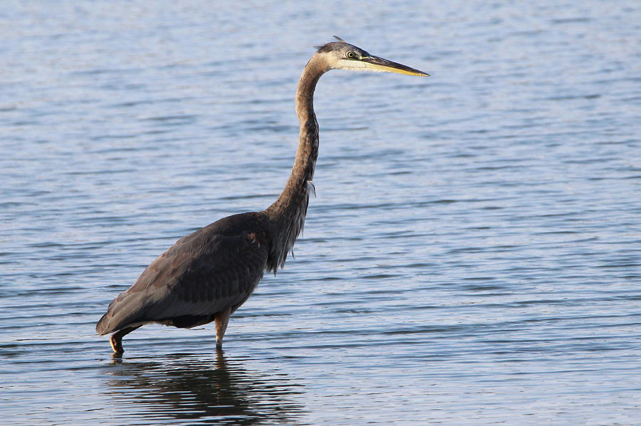 Great Blue Heron Setauket New York #1 Photograph by Bob Savage - Fine ...