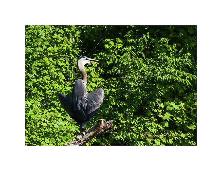Great Blue Heron Sunning #1 Photograph by Ed Peterson