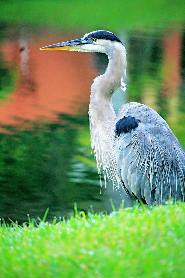 Great Blue Heron Photograph by Vicki Dreher | Fine Art America