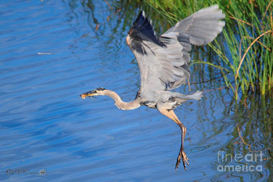 Great Blue Heron with Frog in Flight #2 Photograph by J McCombie