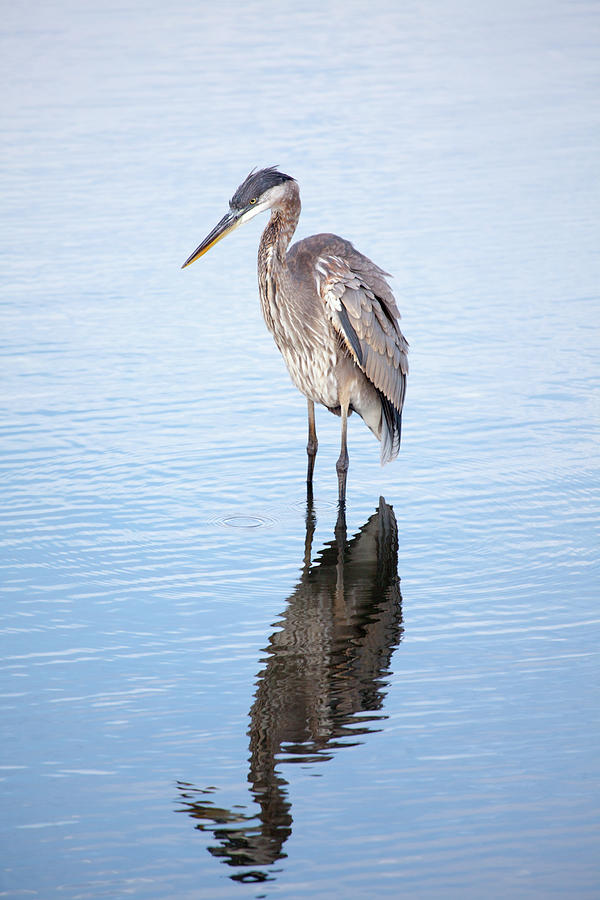 Great Blue Photograph