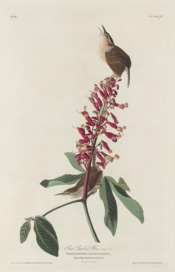John James Audubon Drawing - Great Carolina Wren #1 by Dreyer Wildlife Print Collections 