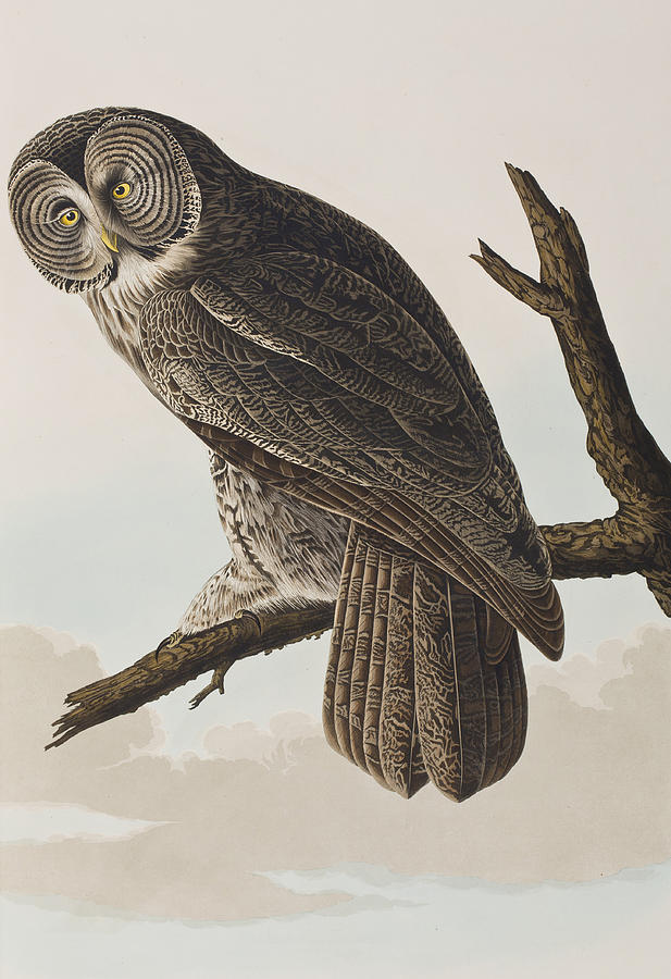 John James Audubon Painting - Great Cinereous Owl by John James Audubon