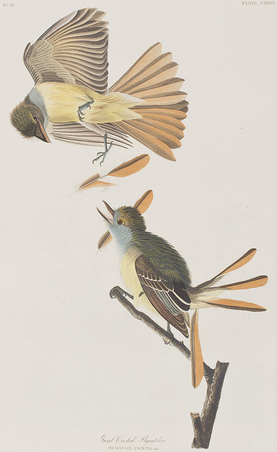 John James Audubon Painting - Great Crested Flycatcher by John James Audubon