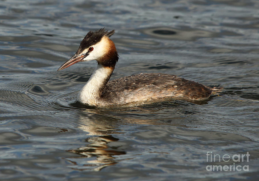 Great Crested Grebe #3 Photograph by Maria Gaellman