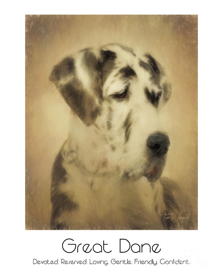 Great Dane Poster 2 #1 Digital Art by Tim Wemple
