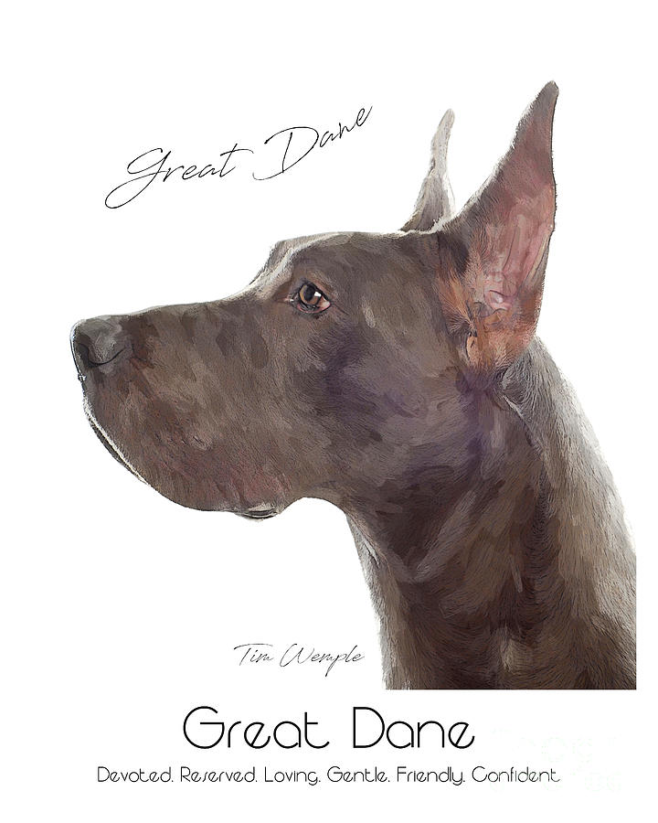 Great Dane Poster #1 Digital Art by Tim Wemple