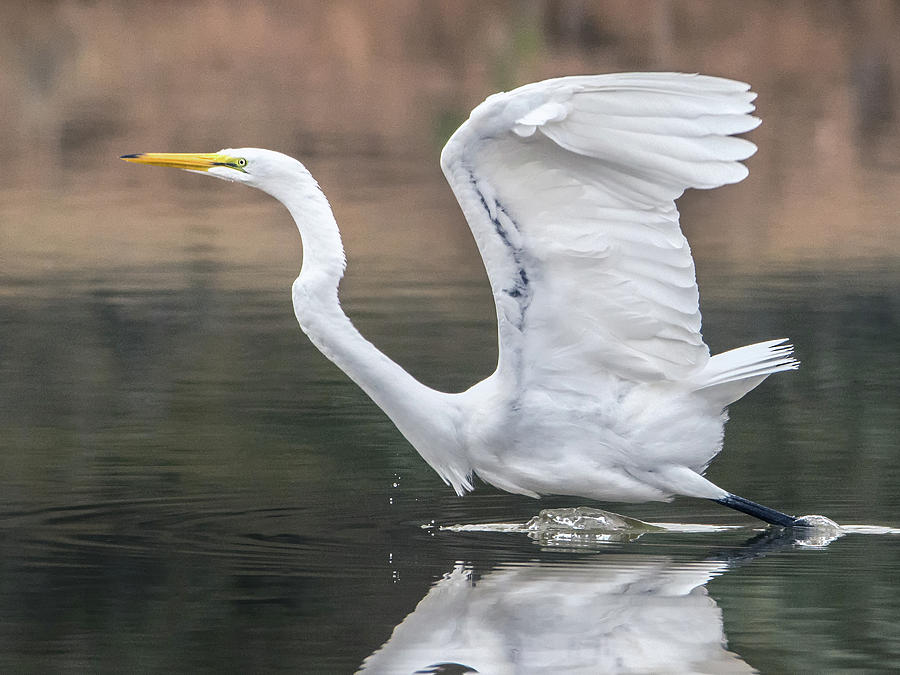 Great Egret 6299-113017-1cr #1 Photograph by Tam Ryan