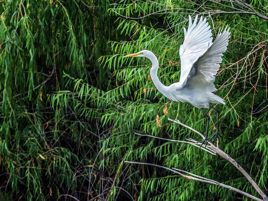 Great Egret 7033-092116-1cr #1 Photograph by Tam Ryan