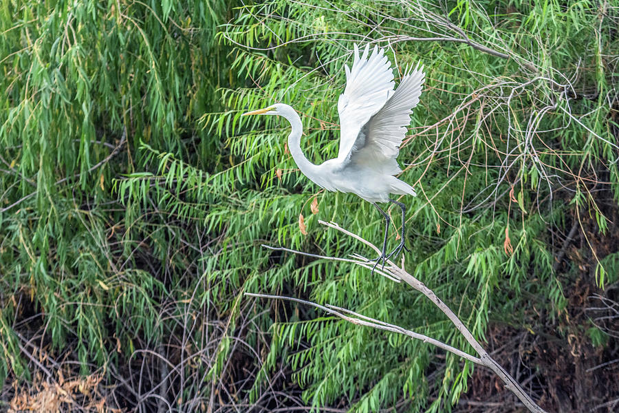 Great Egret 7033-1 #1 Photograph by Tam Ryan