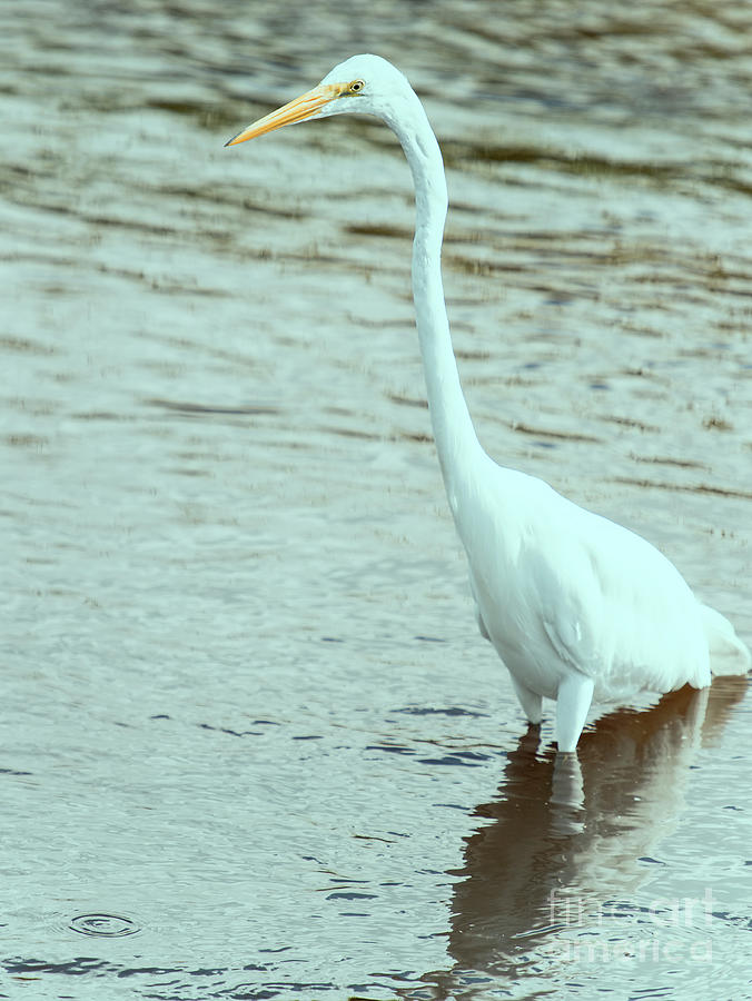 Great Egret at Huntington Beach State Park #2 Photograph by David Oppenheimer