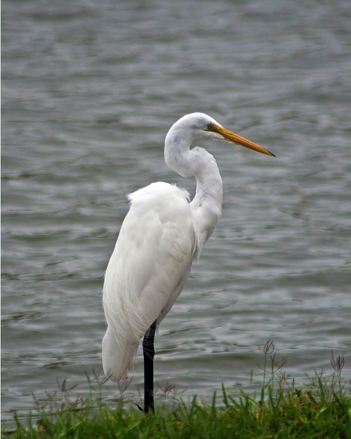 Great Egret #1 Photograph by Bill Barber