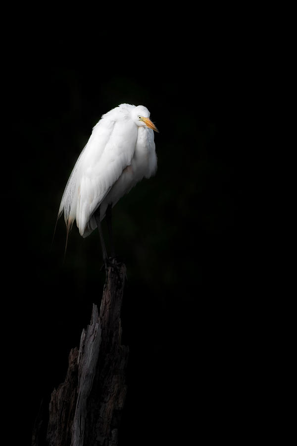 Great Egret Photograph by Bill Wakeley