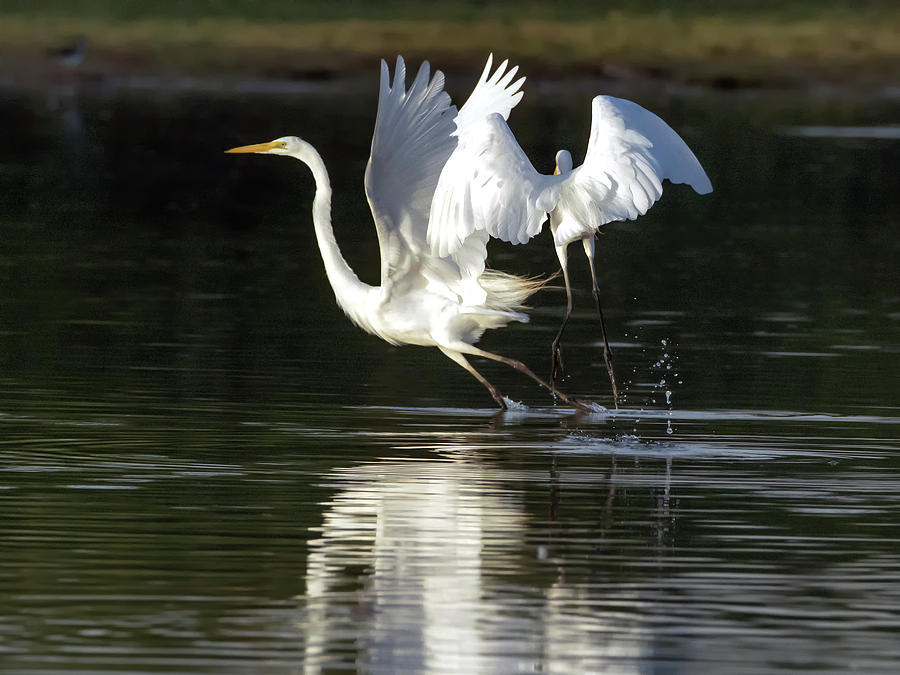 Egret Photograph - Great Egret Chase #2 by Tam Ryan