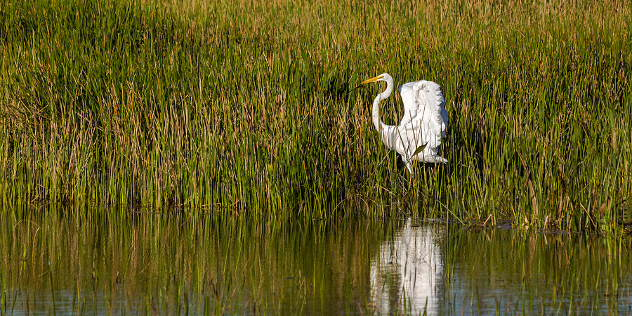 Great Egret #2 Photograph by Ed Gleichman