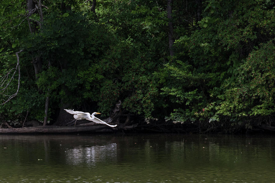 Nature Photograph - Great Egret flying low #1 by Dan Ferrin