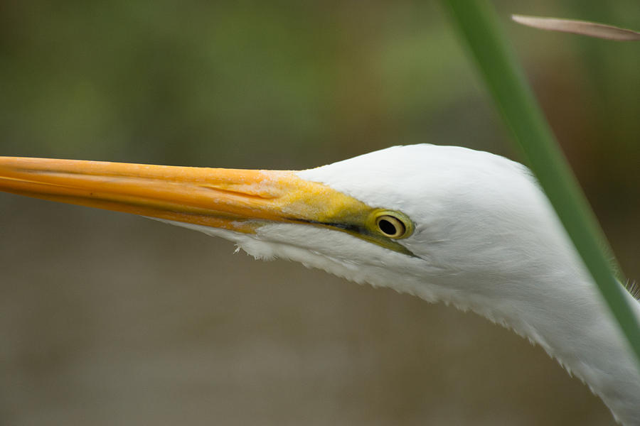 Great Egret #1 Photograph by Frank Madia