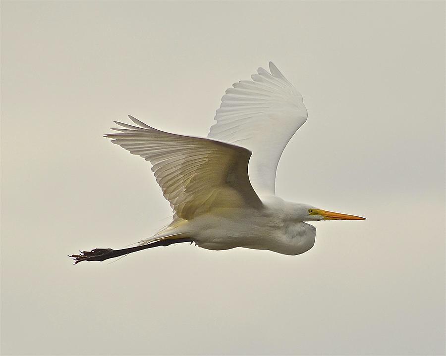 Great Egret in Flight #1 Photograph by Carol Bradley