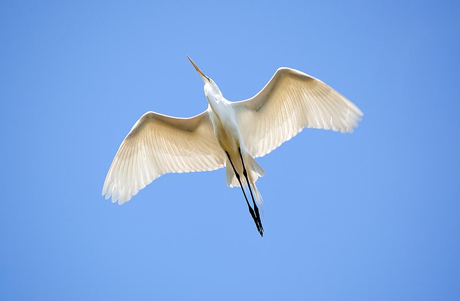 Egret Photograph - Great Egret In Flight #1 by Kenneth Albin