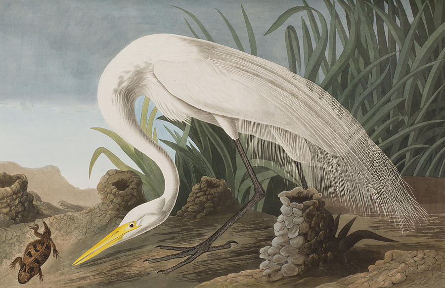 John James Audubon Painting - Great Egret by John James Audubon