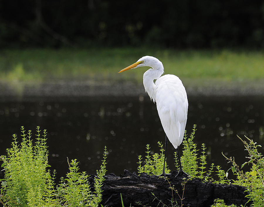 Egret Photograph - Great Egret #1 by Keith Lovejoy