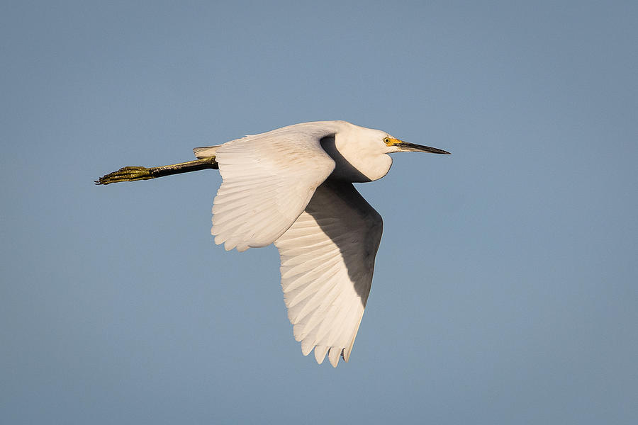 Great Egret #1 Photograph by Kevin Giannini