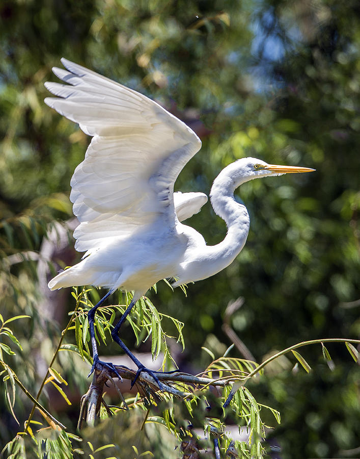 Great Egret Landing On Tree #1 Photograph by William Bitman