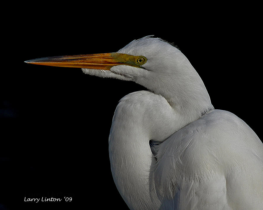 Great Egret #1 Photograph by Larry Linton