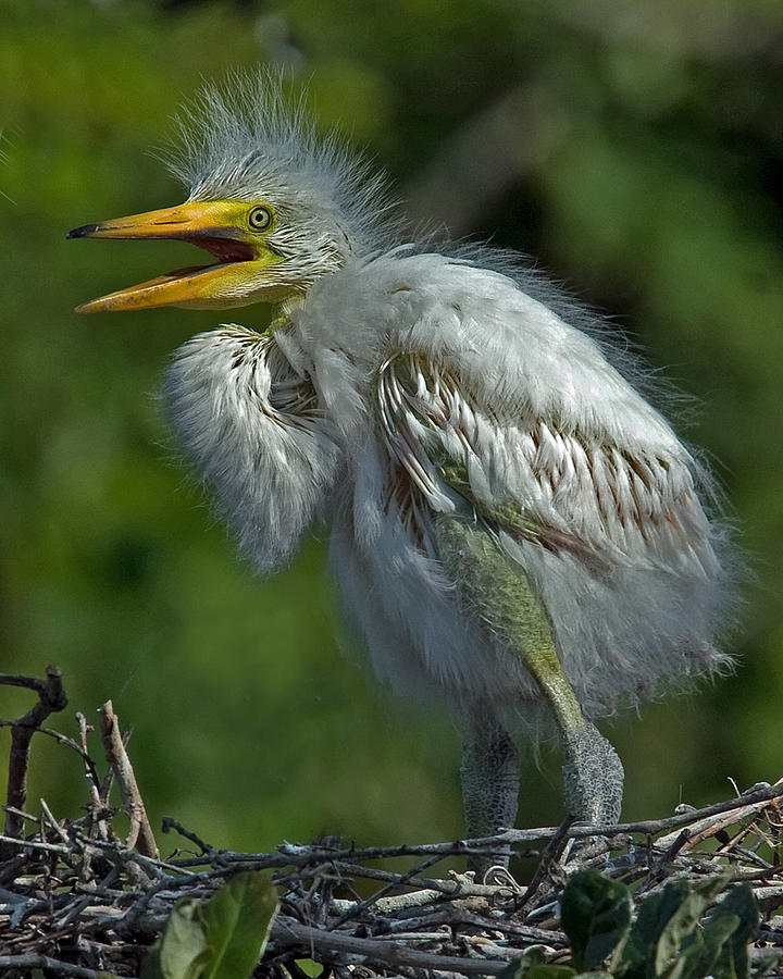 Great Egret Nestling #1 Photograph by Larry Linton