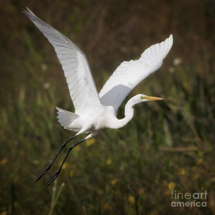 Wildlife Photograph - Great Egret #1 by Patrick Lynch