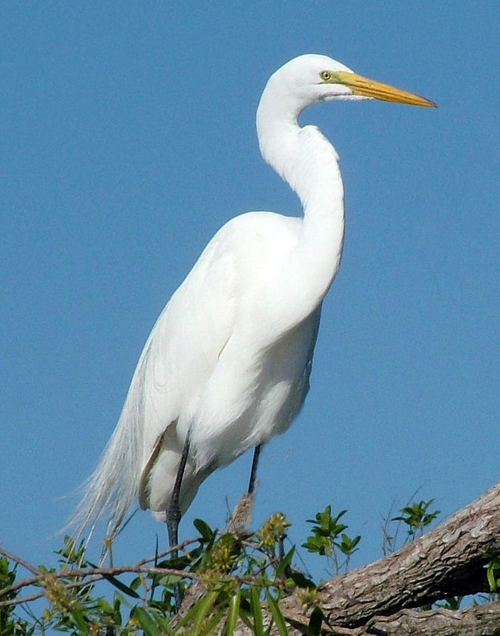 Great Egret Profile #1 Photograph by William Bitman