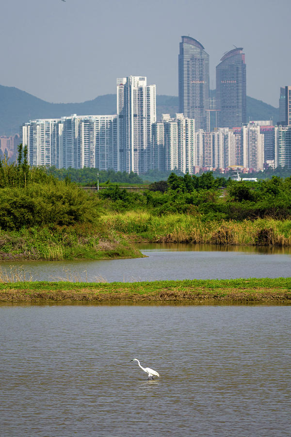 Great Egret Shenzhen Skyline Mai Po Hong Kong China #2 Photograph by Adam Rainoff