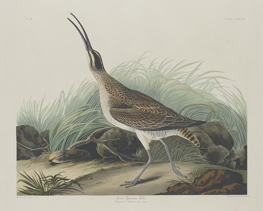 John James Audubon Drawing - Great Esquimaux Curlew #1 by Dreyer Wildlife Print Collections 