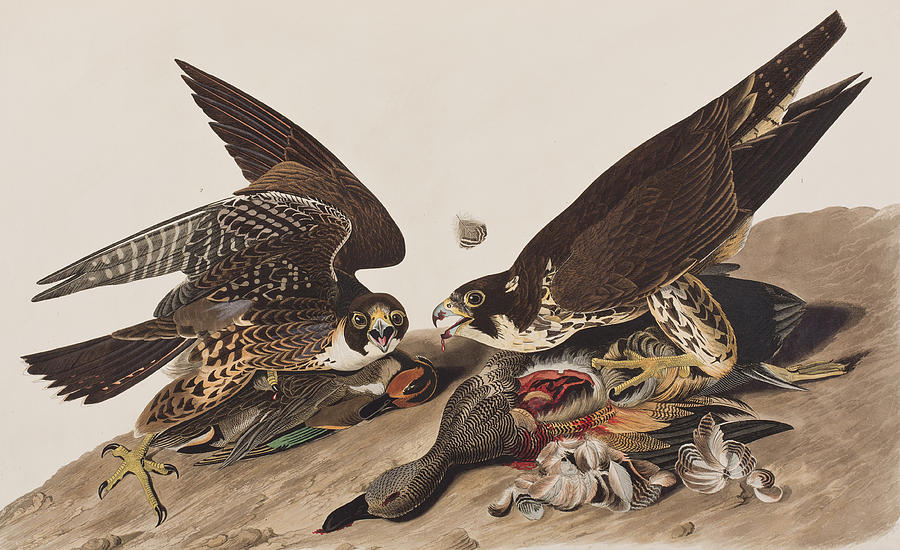Great-footed Hawk Painting by John James Audubon