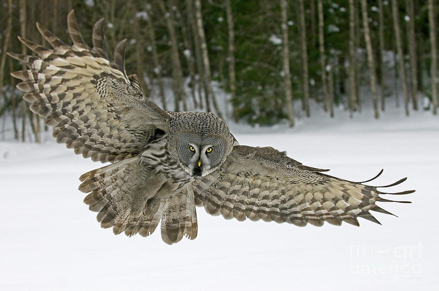 Great Gray Owl Flying #2 Photograph by Jan Vermeer