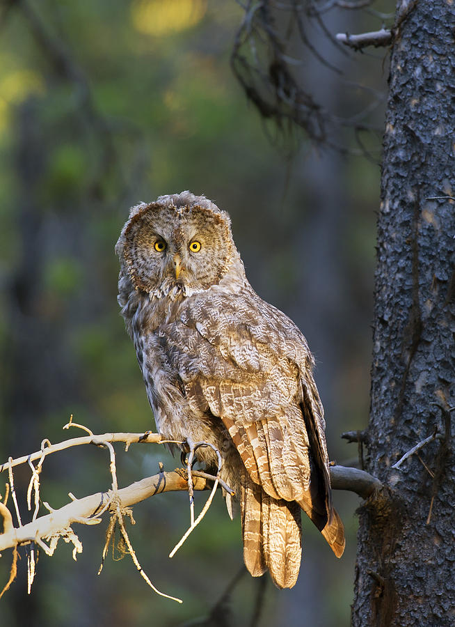 Yellowstone National Park Photograph - Great Grey Owl  #1 by Gary Langley