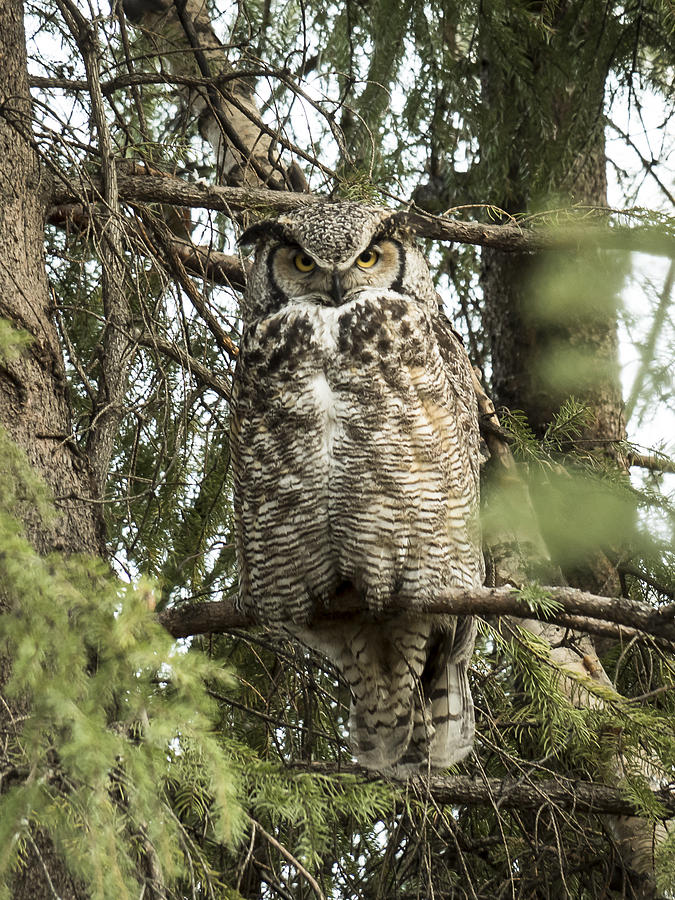 Great Horned  #1 Photograph by Ian Johnson