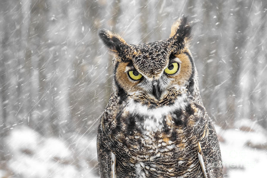 Owl Photograph - Great Horned Owl #2 by Angie Rea