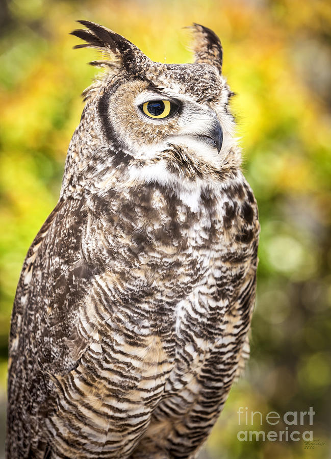 Great Horned Owl art Photograph by David Millenheft