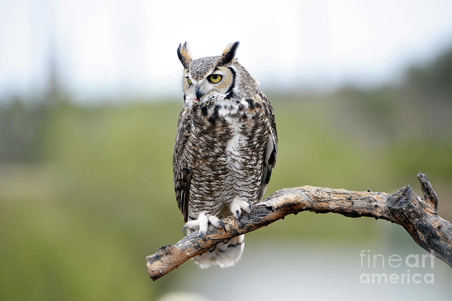Great Horned Owl #2 Photograph by Denise Bruchman